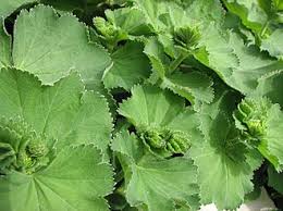 Image result for Alchemilla kiwuensis