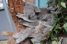 Adorable Moments Between Wild Animals In The Animal Kingdom Cute Animals Koala Animals Wild