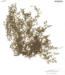 Image result for Euphorbia serpens