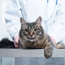Stanford researchers develop a portable blood ammonia detector. Monitor Your Cat S Health With Diagnostic Cat Litter The Catington Post