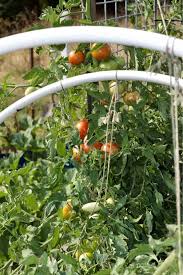 You will need a large freezer space for the baking sheet. Freezing Tomatoes Whole The Simple Way Homemade Food Junkie