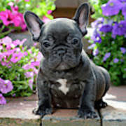 Check spelling or type a new query. French Bulldog Puppy In Garden Painting By Mgl Meiklejohn Graphics Licensing