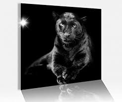 Acrylglasbild 50x50cm Puma Schwarz Panther Jaguar Tier Schwarz Weiss Glasbild Bilder Bilder Tiere Bild Picture Bilderwand Jaguar Tier Schwarzer Panther Tiere