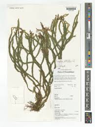 Image result for Huperzia verticillata