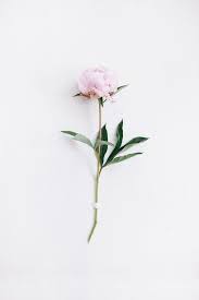 Maybe you would like to learn more about one of these? Simple Flower Wallpapers Wallpaper Cave