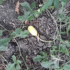 Image result for Cucumis zeyheri