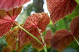 Image result for Rungia grandis