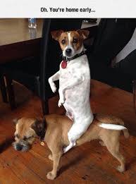 Image result for awesome and funny jokes