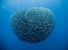 No Mar Profundo Carapau Mar Profundo Peixes Abissais Peixes