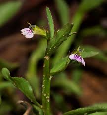 Image result for Lobelia fervens