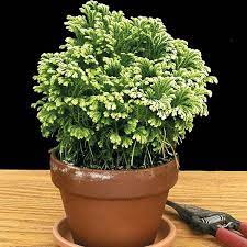 Club Moss Frosty Selaginella Species Bi Tki Saksi Ev Bi Tki Si