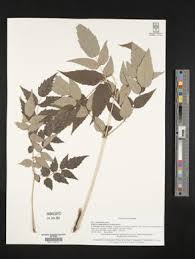 Image result for Astropanax myrianthus