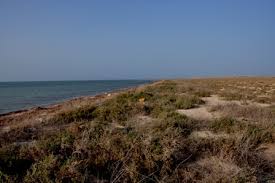 Image result for Halopyrum mucronatum