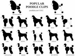 Image Result For Miniature Poodle Style Chart Poodle