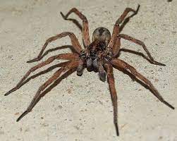 We did not find results for: Spiders The Reason I Skip Over Pages In Books Take Super Quick Showers And Why I Can T Watch Harry Potter Spiders Scary Spider Bugs And Insects