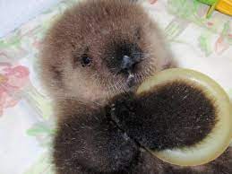 Zooborns Otters Cute Sea Otter Baby Sea Otters