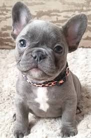 Bulldog Frances Madonna, hugh jackman y ashley olsen tienen bulldogs franceses. bulldog frances
