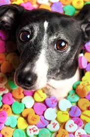 Over 3,881 valentines puppy pictures to choose from, with no signup needed. Valentine Puppy Grams Enid Spca