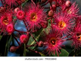 Image result for Clappertonia ficifolia