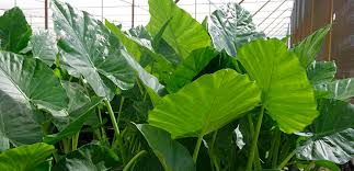 Another synonym is alocasia wavriniana by maxwell t. Amazing Alocasias