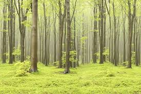 New tranquil forest wallpaper wall mural. Deciduous Forest R10101 Rebel Walls Ie