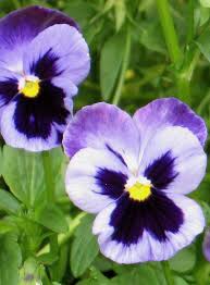 Flowers Photo Pansies Pansies Flowers Pansies Flower Pictures