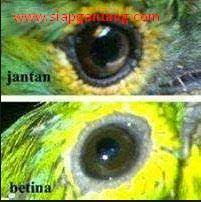 Serba Serbi Bacaan Menarik Cara Membedakan Cucak Ijo Jantan Dan Betina