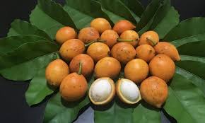 Mudas Frutíferas (Nativas e Exóticas) - Frutabella