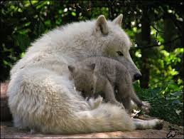 Include (or exclude) self posts. Wolves åŒ—æ¥µã‚ªã‚ªã‚«ãƒŸ ã‚ªã‚ªã‚«ãƒŸã®å­ä¾› ç‹¼çŠ¬