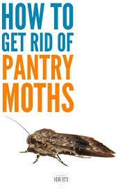 How To Get Rid Of Pantry Moths For Good Pantry Moths Pantry Bugs Getting Rid Of Moths