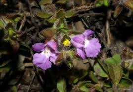 Image result for Peddiea fischeri