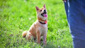 #dogblr #fit dog #dog conditioning #dog health #lily works out #petblr #text. Teach Your Dog Walk Backwards Lateral Stepping