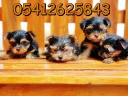 Yorkshire Terrier Yavru 05412625843 Yorkshire Terrier Yorkshire Kopek
