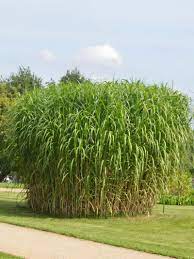 Miscanthus gíganteus aksel olsen aus der familie der poaceae stammt ursprünglich aus japan. Stauden Stade Versand Shop Miscanthus Giganteus Aksel Olsen Chinaschilf Elefantengras Hier Bestellen