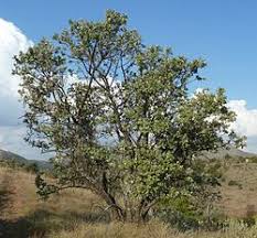 Image result for Brachylaena discolor