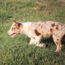Red Merle Male Border Collie Pup For More Information Click On The Image Or Got To Ad 107879 On Www Ranchworldads Co Border Collie Puppies Dogs For Sale Pup