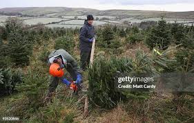 Brian Else prepares to cut down a tree at the Dartmoor Christmas Tree...  News Photo