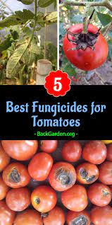 Maybe you would like to learn more about one of these? 5 Best Fungicides For Tomatoes Fungicide Cherry Tomato Plant Growing Tomato Plants