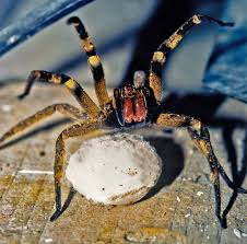 A brazilian wandering spider's bite can lead a man or woman to nearly death bed if, not treated immediately. Brazilian Wandering Spiders The Near Invasion Of A Cotswold Village Steve Downer Wildlife Cinematographer