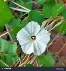 Image result for Ipomoea obscura