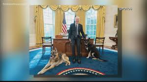 I will feel real bad about bidens stinking dead dog. Biden S Dog Major In Another Biting Incident At White House Wusa9 Com