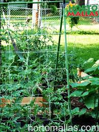 Maybe you would like to learn more about one of these? How To Use Trellis Netting In The Garden For Desired Plantation Hortomallas Supporting Your Crops