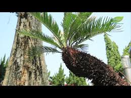 Bunga mawar sebenarnya bukan termasuk jenis tanaman tropis. Hama Baru Penyerang Tanaman Sikas Youtube
