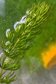 Image result for Ceratophyllum