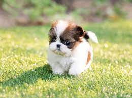 Puppy Name Miley Gender Female Price Shih Tzu Puppy Teacup Puppies For Sale Shih Tzu Dog
