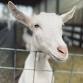 Goat Yoga