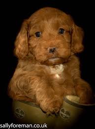 Sally Foreman Photography