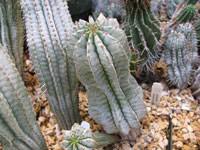 Image result for Euphorbia jubata