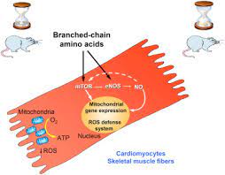 Branched Chain Amino Acid Supplementation Promotes Survival And Supports Cardiac And Skeletal Muscle Mitochondrial Biogenesis In Middle Aged Mice Sciencedirect
