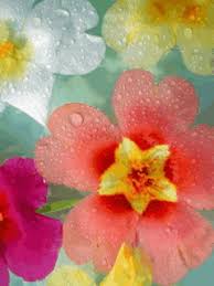 Http Imgfave Com Hollyapeace Nothing But Flowers Flowers Beautiful Gifts